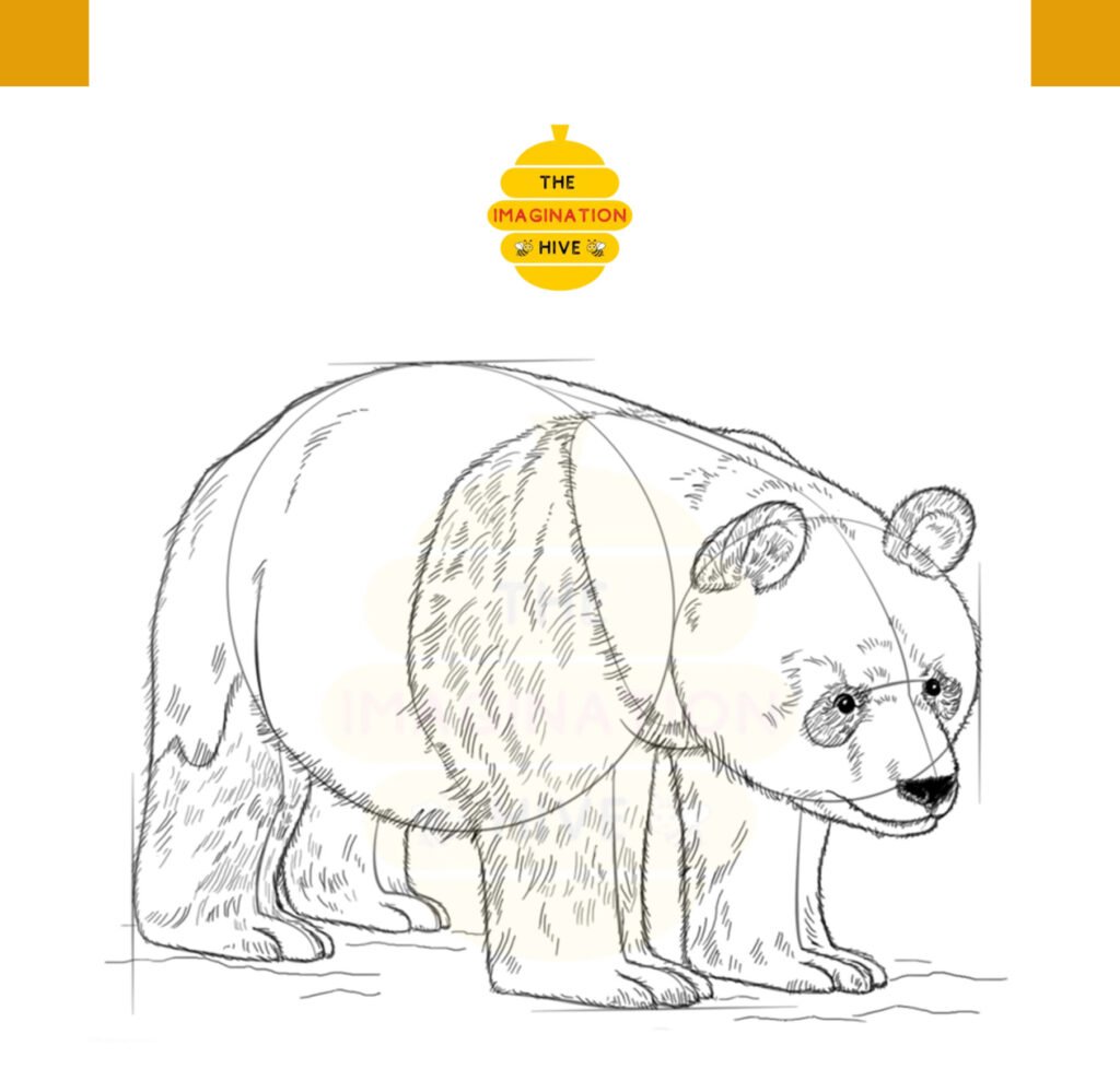 Step 8 for how to draw a panda