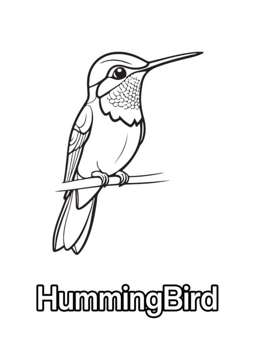 Humming Bird Coloring Page For Kids – Free Activity PDF Download