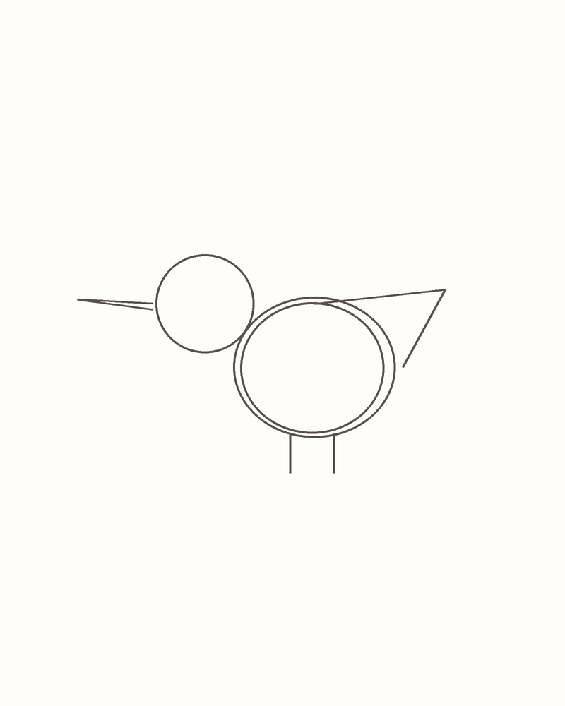 Step 4 : Draw the Basic Shapes for a toucan