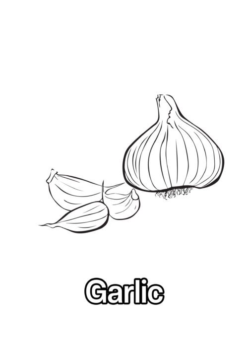 Garlic Coloring Page For Kids – Free Activity PDF Download