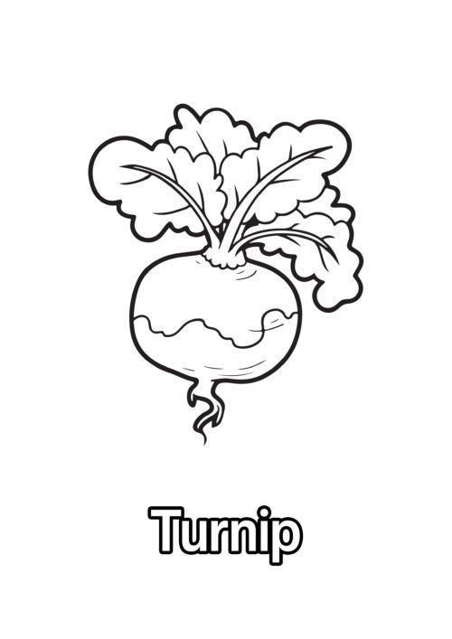 Turnip Coloring Page For Kids – Free Activity PDF Download