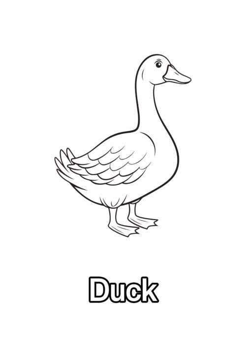 Duck Coloring Page For Kids – Free Activity PDF Download