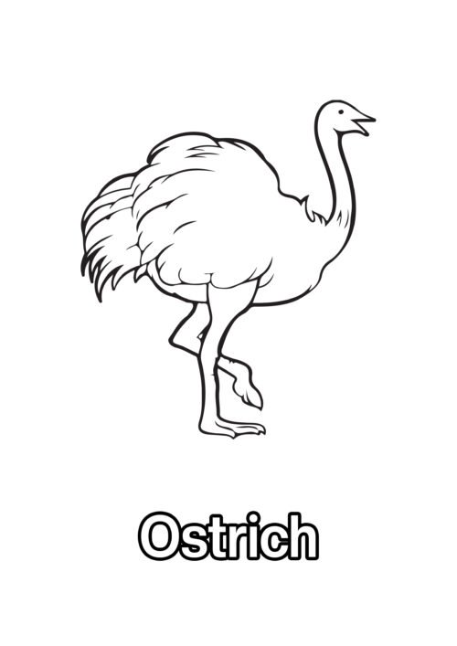 Ostrich Coloring Page For Kids – Free Activity PDF Download