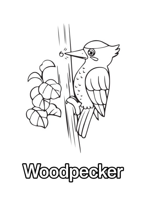 Woodpecker Coloring Page For Kids – Free Activity PDF Download