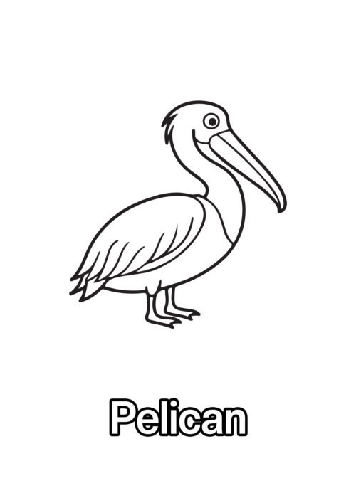 Pelican Coloring Page For Kids – Free Activity PDF Download