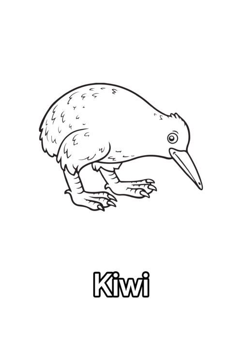Kiwi Coloring Page For Kids – Free Activity PDF Download