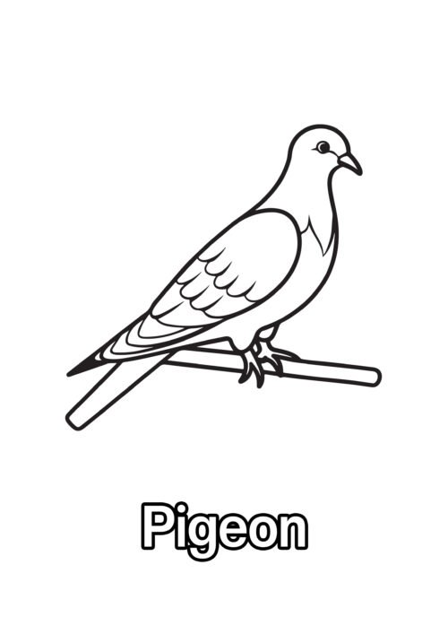 Pigeon Coloring Page For Kids – Free Activity PDF Download