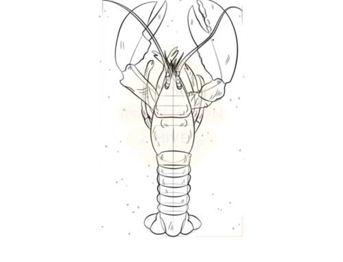 How to Draw a Lobster