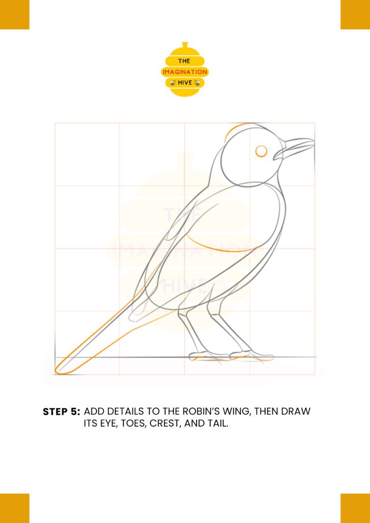 How to Draw a Robin Bird Step 5