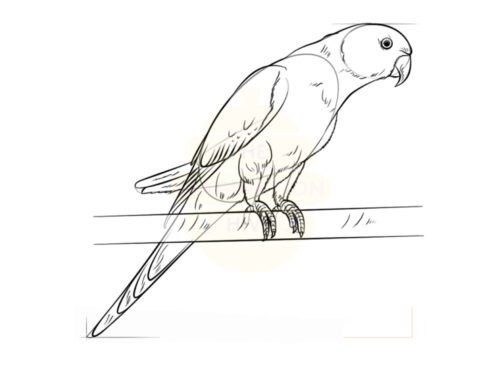 How to Draw a Parakeet — Step by Step