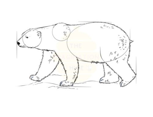 How to Draw a Polar Bear Step by Step