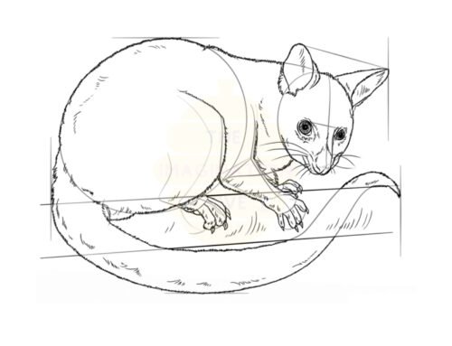 How to Draw a Possum Step by Step