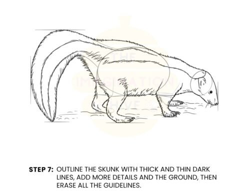 How to Draw a Skunk — Step by Step
