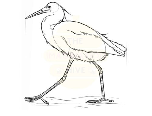 How to Draw a Snow Egret — Step by Step