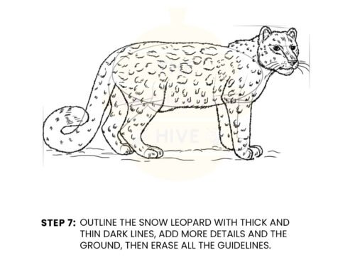How to Draw a Snow Leopard – Step by Step