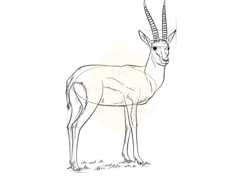 How to Draw a Gazelle – Step by Step