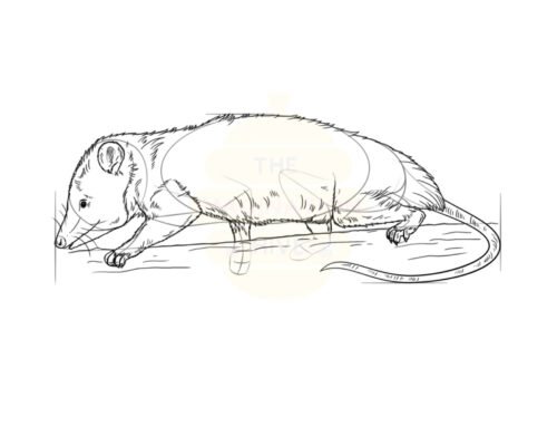 How to Draw an Opossum Step by Step