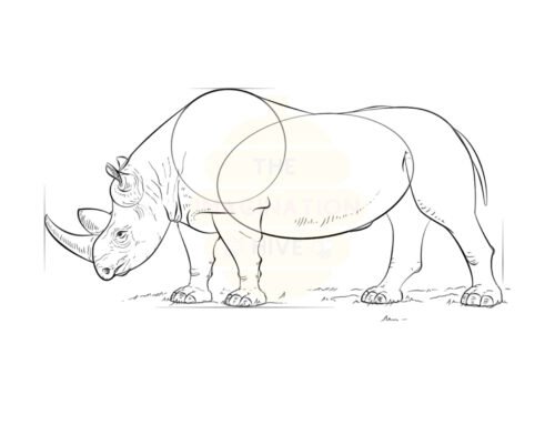 How to Draw a Rhinoceros Step by Step