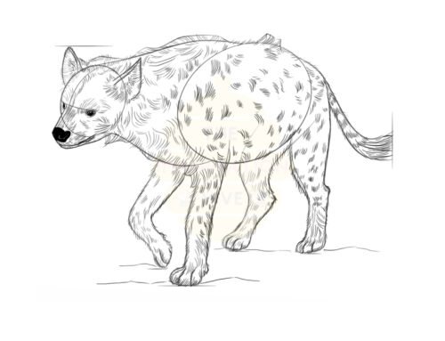 How to Draw a Hyena – Step by Step