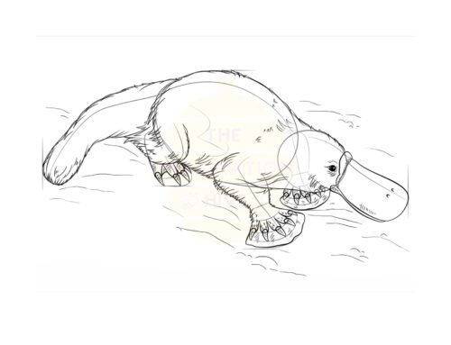 How to Draw a Platypus Step by Step