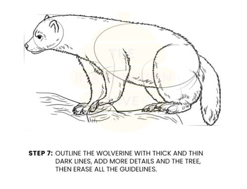 How to Draw a Wolverine – Step by Step
