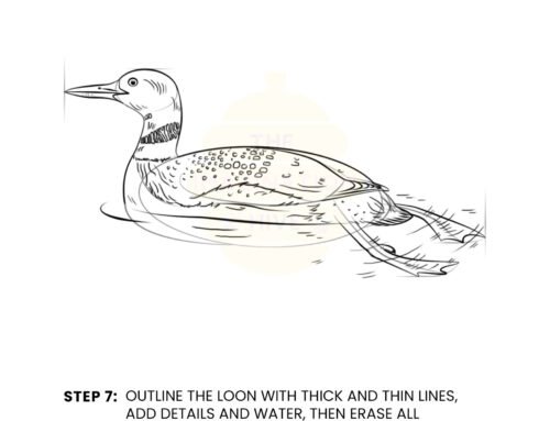 How to Draw a Loon
