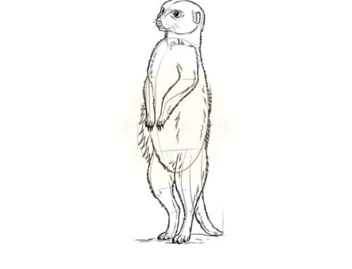 How to Draw a Meerkat