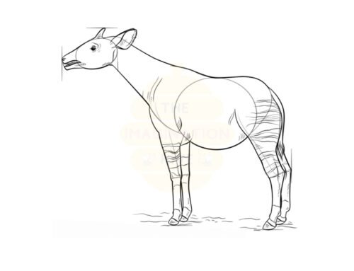How to Draw an Okapi