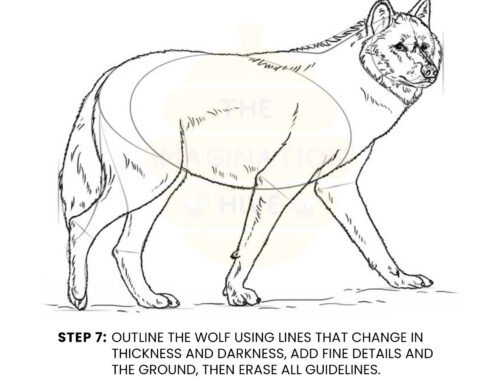 How to Draw a Wolf – Step by Step