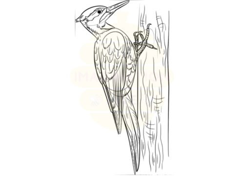 How to Draw a Woodpecker – Step by Step
