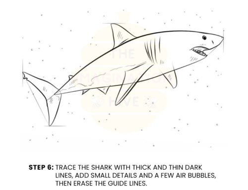 How to Draw a Shark – Step by Step