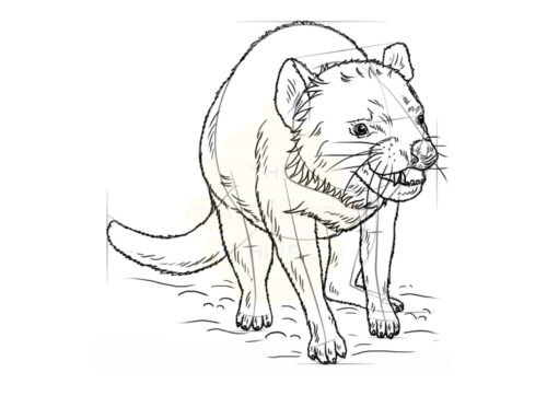 How to Draw a Tasmanian Devil – Step by Step