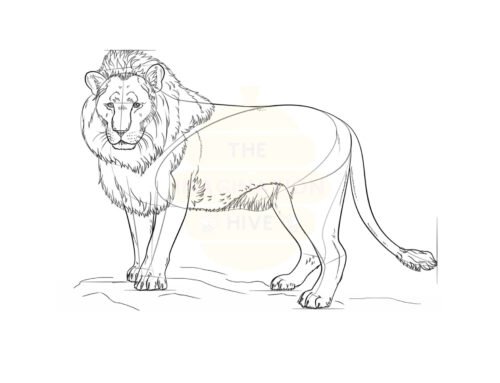 How to Draw a Lion – Step by Step for Kids