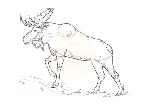 How to Draw a Moose Step by Step