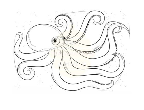 How to Draw an Octopus Step by Step